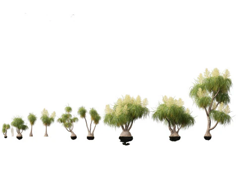 BEAUCARNEA recurvata - Palma a coda di cavallo 03 Modello 3D