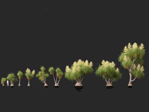 BEAUCARNIA recuvata - Ponytail palm 03 3D 模型