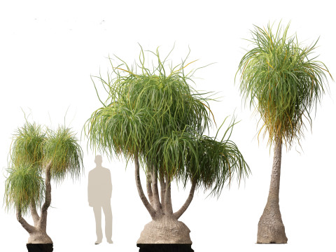 BEAUCARNIA recuvata - Ponytail palm 03 3D 模型