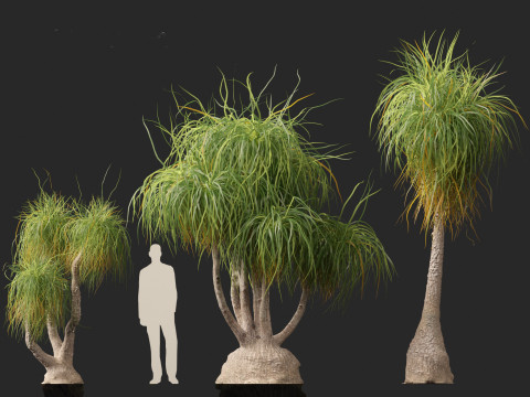 BEAUCARNIA recuvata - Ponytail palm 03 3D 模型