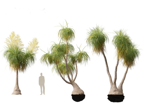 BEAUCARNIA recuvata - Ponytail palm 03 3D 模型