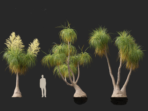 BEAUCARNIA recuvata - Ponytail palm 03 3D 模型