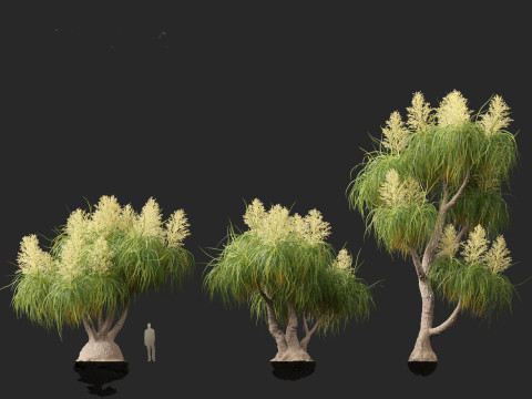 BEAUCARNIA recuvata - Ponytail palm 03 3D 模型
