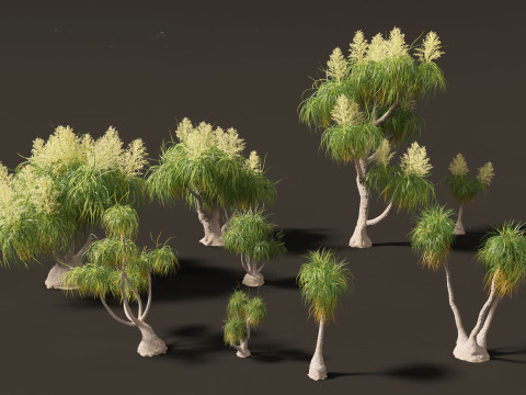 BEAUCARNIA recuvata - Ponytail palm 03 3D 模型