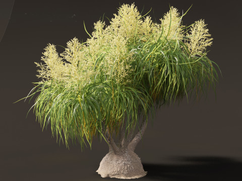 BEAUCARNIA recuvata - Ponytail palm 03 3D 模型