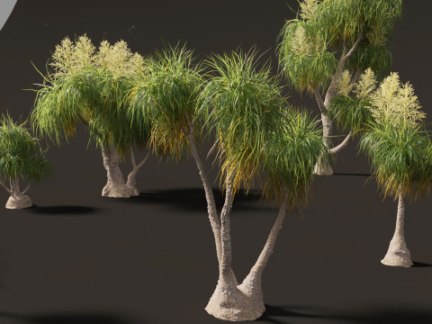 BEAUCARNIA recuvata - Ponytail palm 03 3D 模型