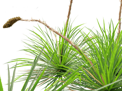 Dasylirion texanum - Texas sotol 3D Модель