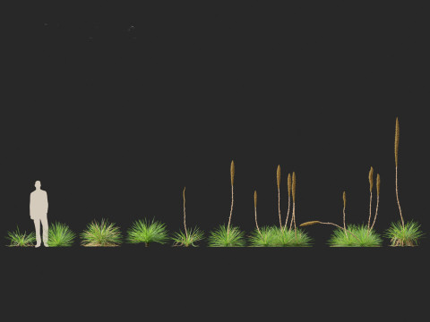 Dasylirion texanum - Texas sotol 3D Модель