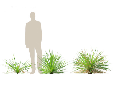 Dasylirion texanum - Texas sotol 3D Модель