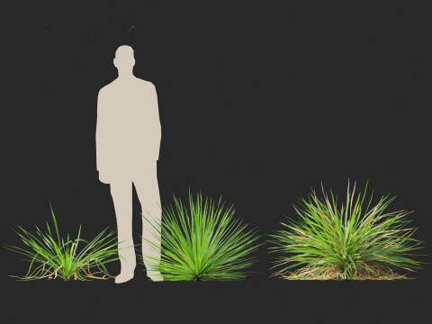 Dasylirion texanum - Texas sotol 3D Модель