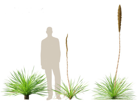Dasylirion texanum - Texas sotol 3D Модель