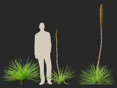 Dasylirion texanum - Texas sotol 3D Модель