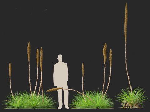 Dasylirion texanum - Texas sotol 3D Модель