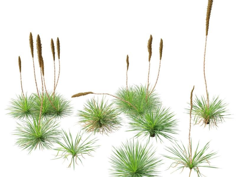 Dasylirion texanum - Texas sotol 3D Модель .c4d .max .obj .3ds .fbx .stl .blend