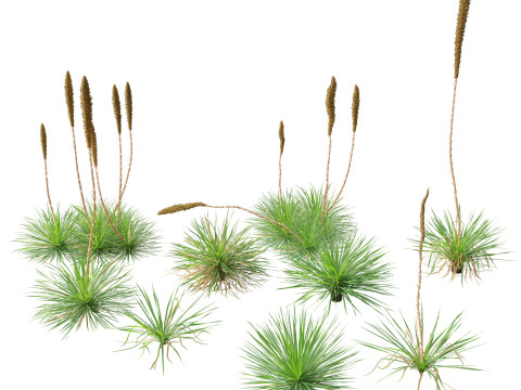 Dasylirion texanum - Texas sotol 3Dモデル