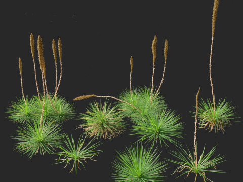 Dasylirion texanum - Texas sotol 3D Модель