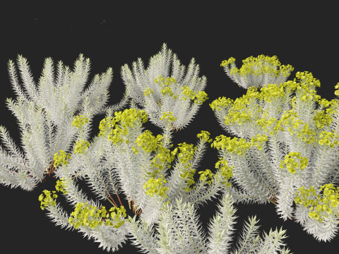 Euphorbia rigida - Upright Myrtle Spurge 3D Model