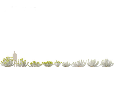 Euphorbia rigida - Upright Myrtle Spurge 3D Model