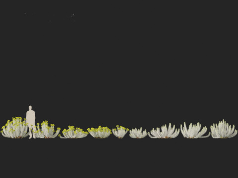 Euphorbia rigida - Upright Myrtle Spurge 3D Model