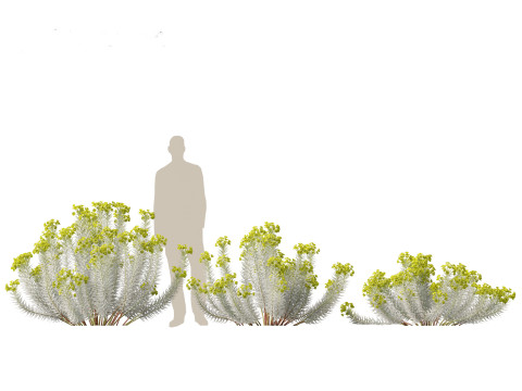 Euphorbia rigida - Upright Myrtle Spurge 3D Model