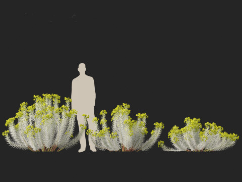 Euphorbia rigida - Upright Myrtle Spurge 3D Model