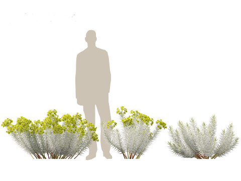 Euphorbia rigida - Upright Myrtle Spurge 3D Model