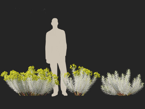 Euphorbia rigida - Upright Myrtle Spurge 3D Model