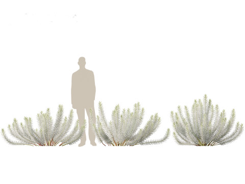 Euphorbia rigida - Upright Myrtle Spurge 3D Model
