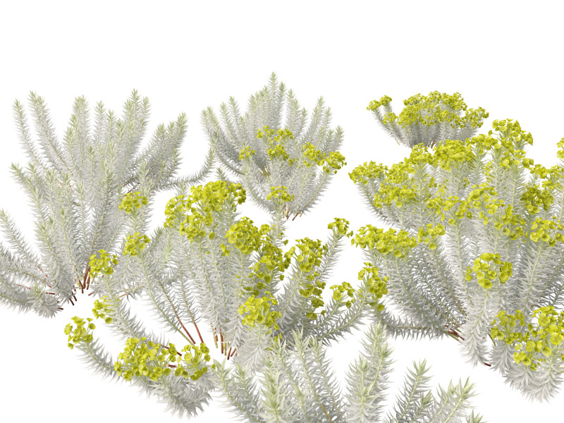 Euphorbia rigida - Upright Myrtle Spurge 3D Model .c4d .max .obj .3ds .fbx .stl .blend 
