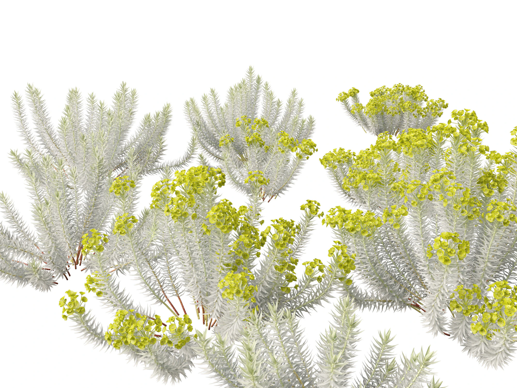 Euphorbia rigida - Upright Myrtle Spurge 3D Model .c4d .max .obj .3ds .fbx .stl .blend 