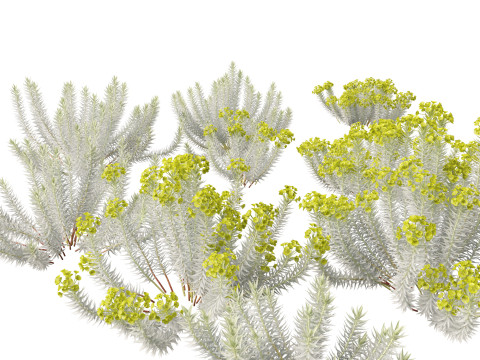 Euphorbia rigida - Upright Myrtle Spurge 3D Model