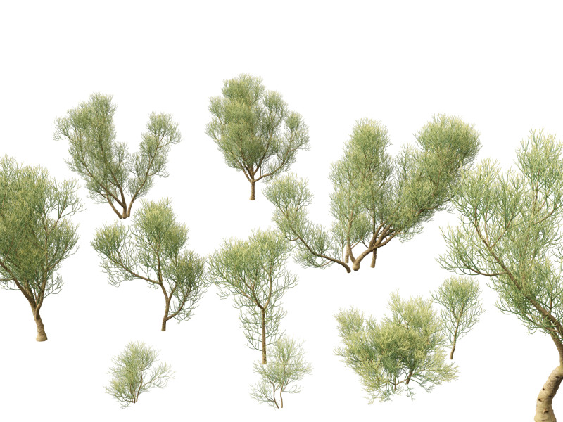 Euphorbia tirucalli - Indian tree spurge 3D 모델 .c4d .max .obj .3ds .fbx .stl .blend 