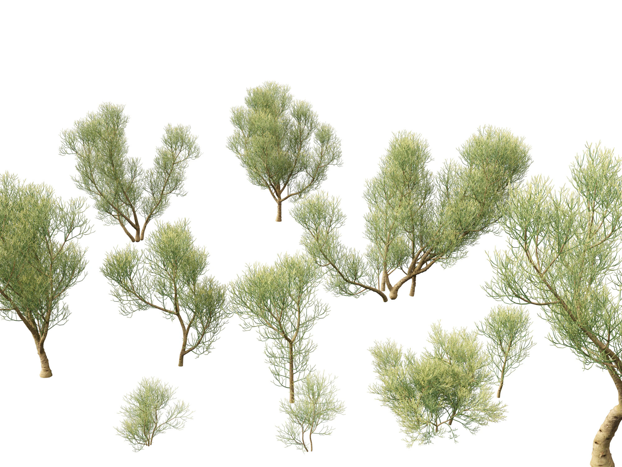 Euphorbia tirucalli - Indian tree spurge 3D Model .c4d .max .obj .3ds .fbx .stl .blend 