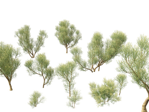 Euphorbia tirucalli - Indian tree spurge Model 3D