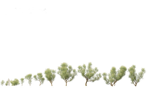 Euphorbia tirucalli - Indian tree spurge 3D 모델