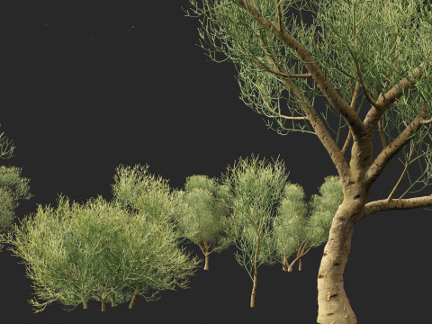 Euphorbia tirucalli - Indian tree spurge 3D 모델
