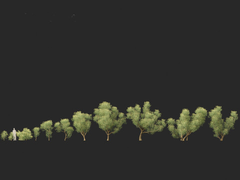 Euphorbia tirucalli - Indian tree spurge 3D 모델