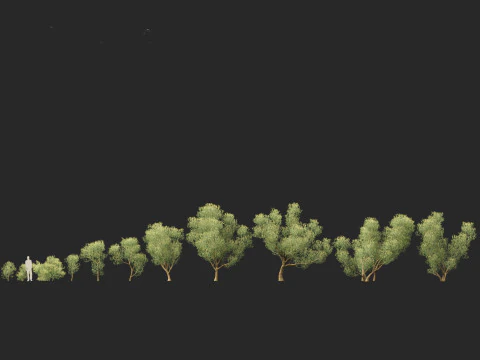 Euphorbia tirucalli - Indian tree spurge 3D Model