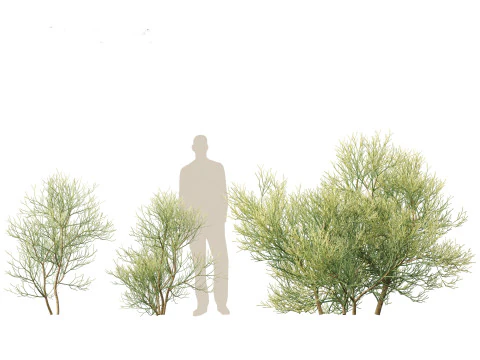 Euphorbia tirucalli - Indian tree spurge 3D Model