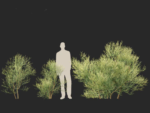 Euphorbia tirucalli - Indian tree spurge 3D Model