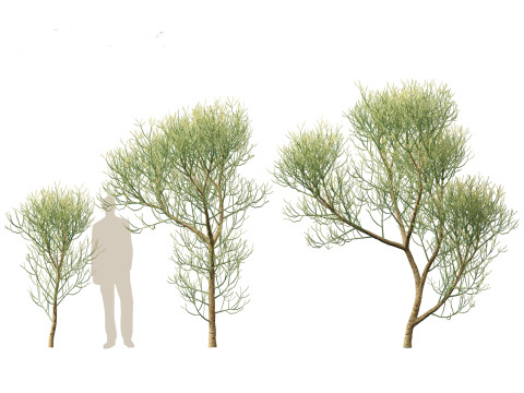 Euphorbia tirucalli - Indian tree spurge 3D 모델