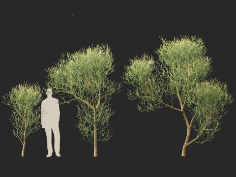Euphorbia tirucalli - Indian tree spurge 3D 모델