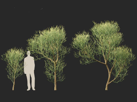 Euphorbia tirucalli - Indian tree spurge 3D Model