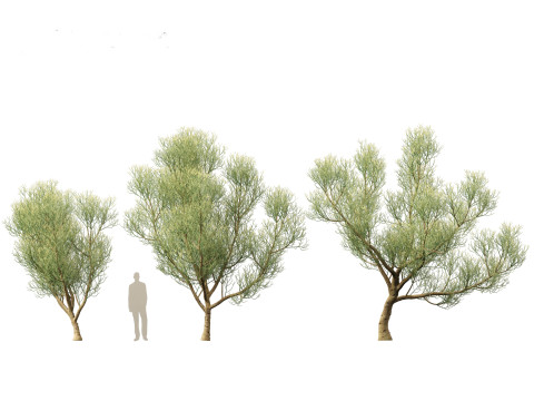 Euphorbia tirucalli - Indian tree spurge 3D 모델