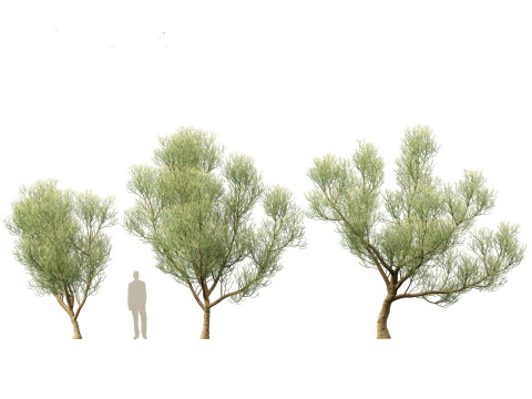 Euphorbia tirucalli - Indian tree spurge 3D Model