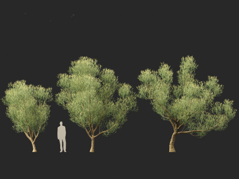 Euphorbia tirucalli - Indian tree spurge 3D 모델