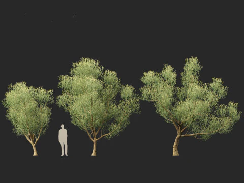 Euphorbia tirucalli - Indian tree spurge 3D Model