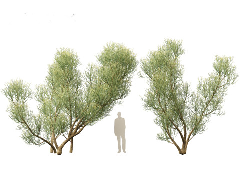 Euphorbia tirucalli - Indian tree spurge 3D 모델