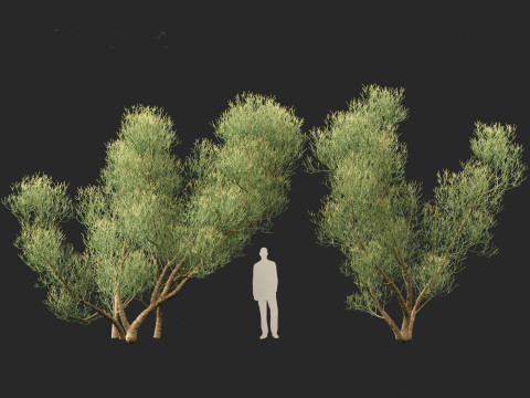 Euphorbia tirucalli - Indian tree spurge 3D 모델