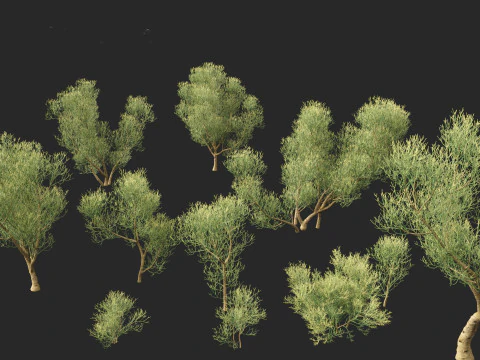 Euphorbia tirucalli - Indian tree spurge 3D Model